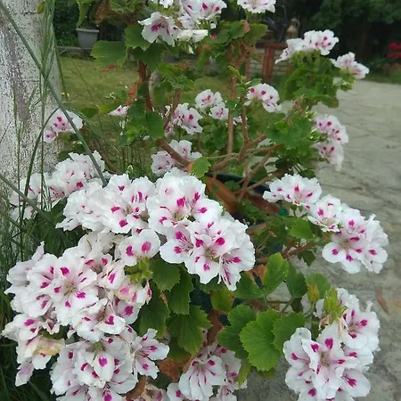 Sofia's 乡村民宿 艾斯普罗瓦塔