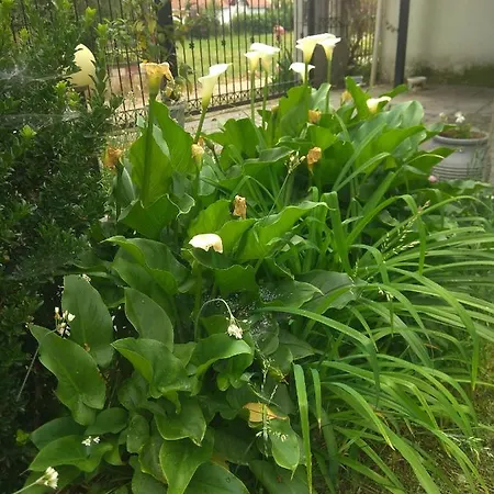 Sofia's 乡村民宿