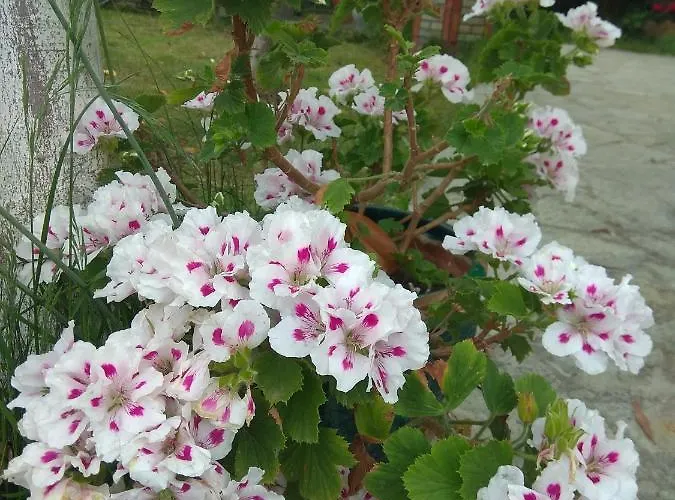 Sofia's Landhuis Asprovalta