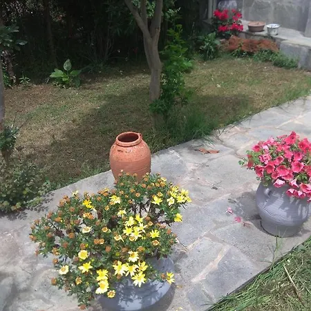 Sofia's *
